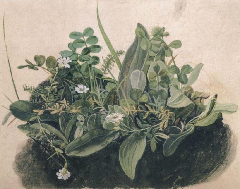 unknow artist Small Clump of Wayside Plants Germany oil painting art
